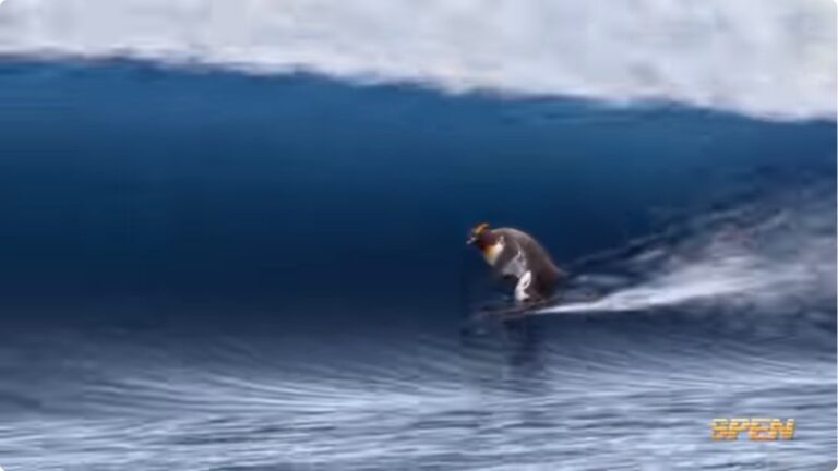 rash guard vs wetsuit